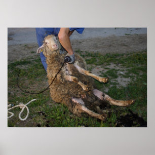 Pôster Busy Sheep Shearer