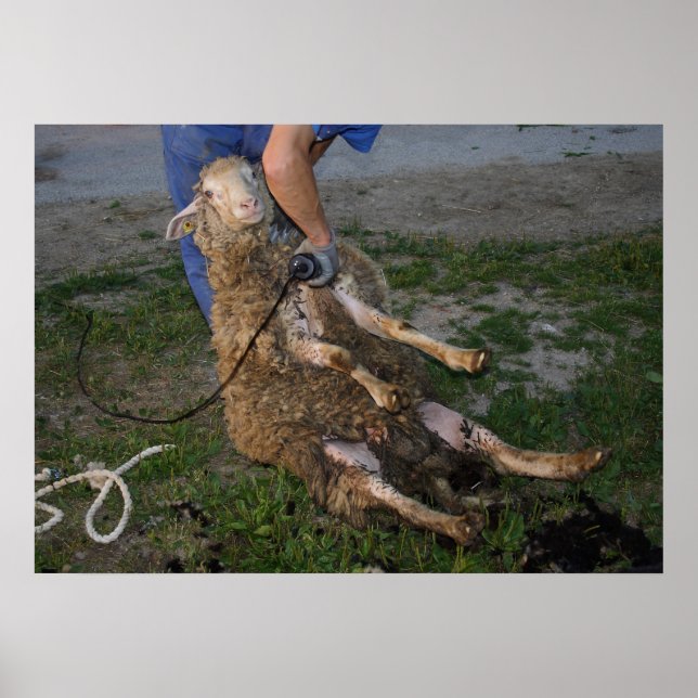 Pôster Busy Sheep Shearer (Frente)