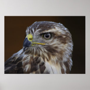 Pôster Buteo buteo