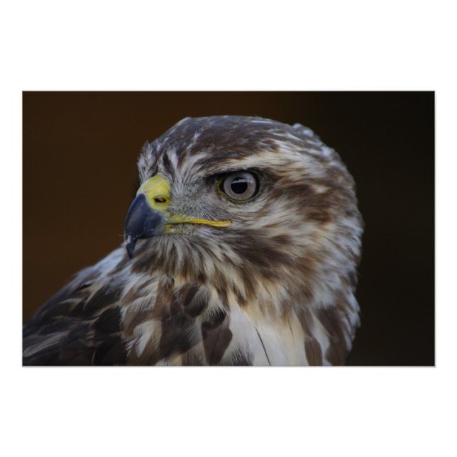 Pôster Buteo buteo (Frente)