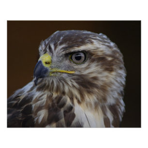 Pôster Buteo buteo