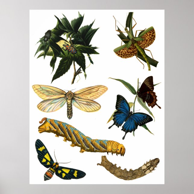 Poster Butterflies Beetle Insetos Insetos Arte de Colagem (Frente)
