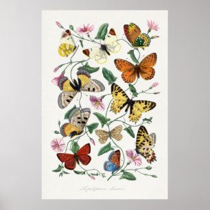 Poster Butterflies & Moths 2