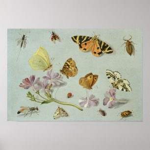 Pôster Butterflies, moths and other insects