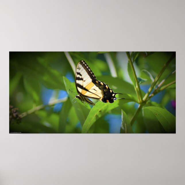 Poster Butterfly,  (Frente)