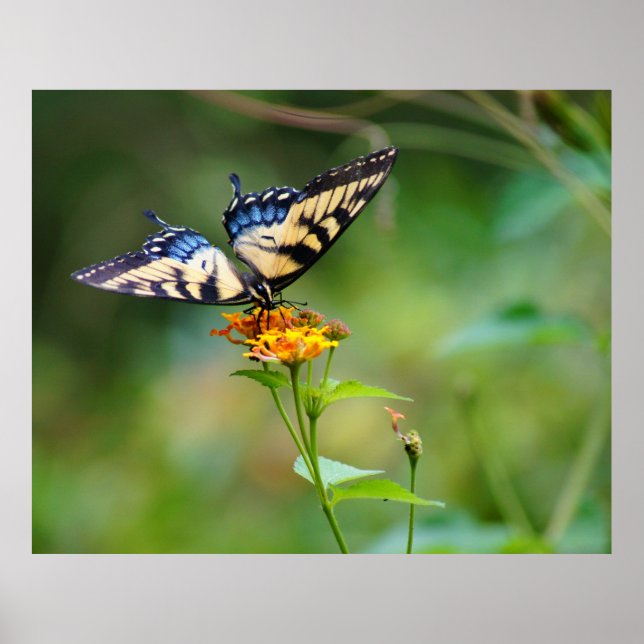 Pôster ButterFly (Frente)