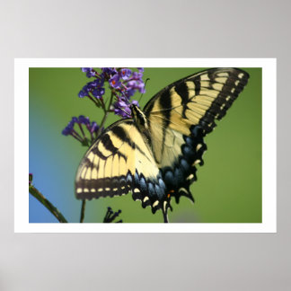 Poster Butterfly 1