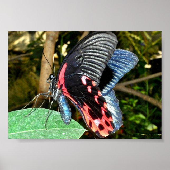 Pôster Butterfly 1 (Frente)