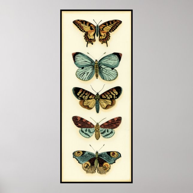 Pôster Butterfly Collection by Chariklia Zarris (Frente)