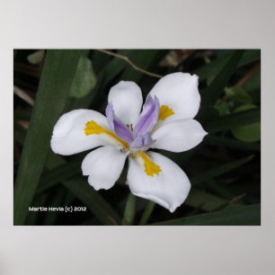 Poster Butterfly Iris