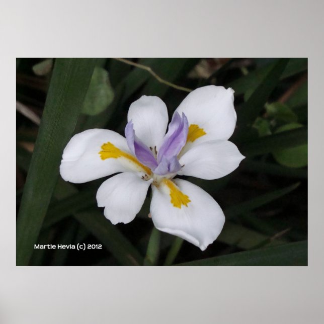 Poster Butterfly Iris (Frente)