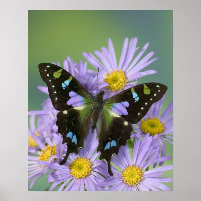 Pôster Butterfly on Purple Flower (Frente)
