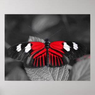 Poster Butterfly Print