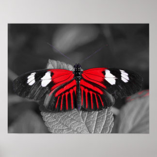 Poster Butterfly Print
