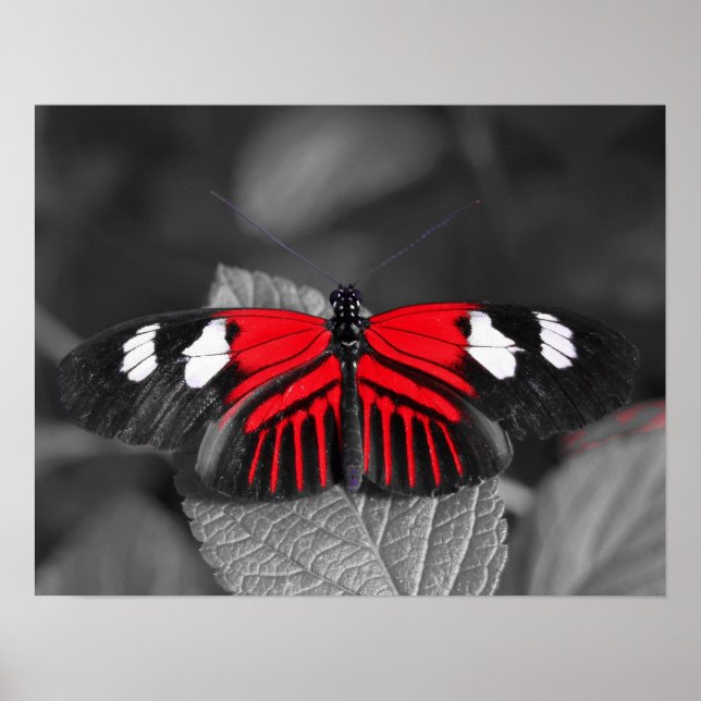 Poster Butterfly Print (Frente)