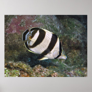 Poster Butterflyfish Roatan