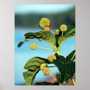 Poster Button Bush no Rio Mississippi