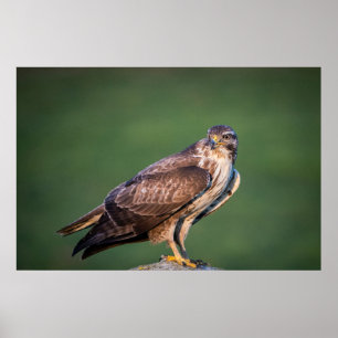 Poster Buzzard