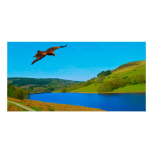 Pôster Buzzard comum em voo sobre o reservatório de Ladyb