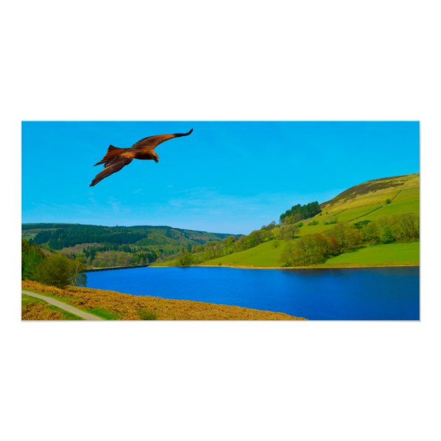 Pôster Buzzard comum em voo sobre o reservatório de Ladyb (Frente)