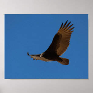Poster Buzzard de turquia em vôo