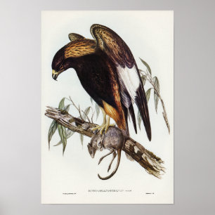 Poster Buzzard Preto de Elizabeth Gould