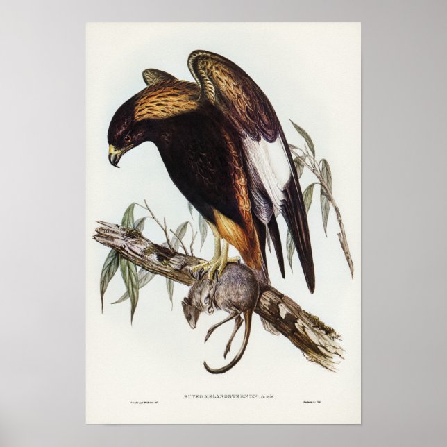 Poster Buzzard Preto de Elizabeth Gould (Frente)