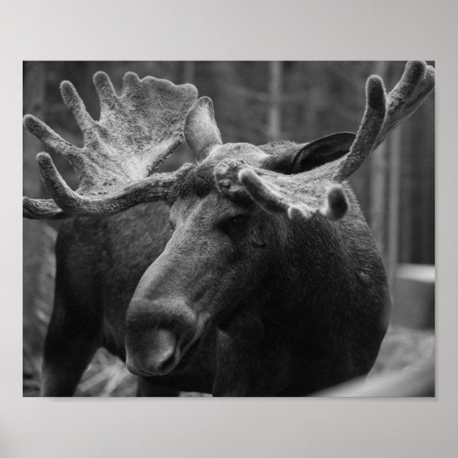 Poster BW Moose (Frente)