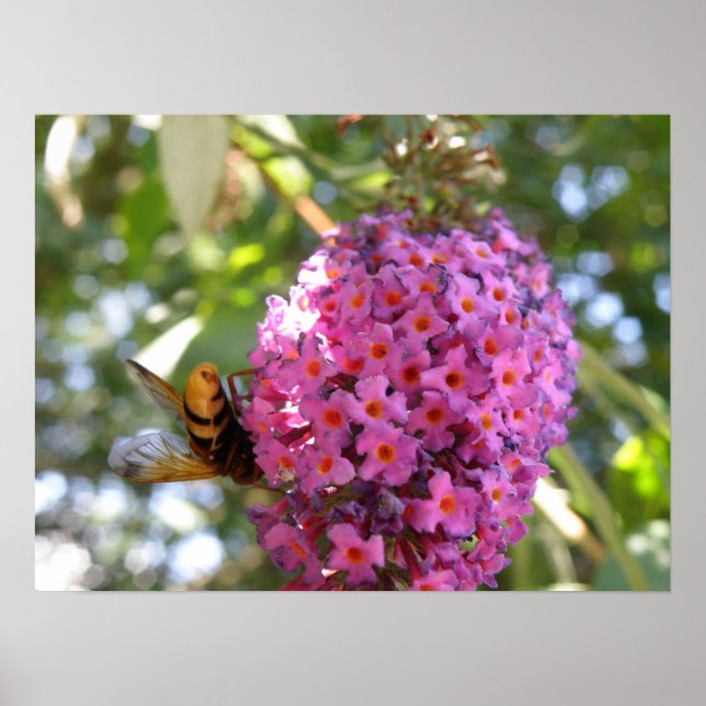 Pôster Bye Bye Hoverfly Print (Frente)