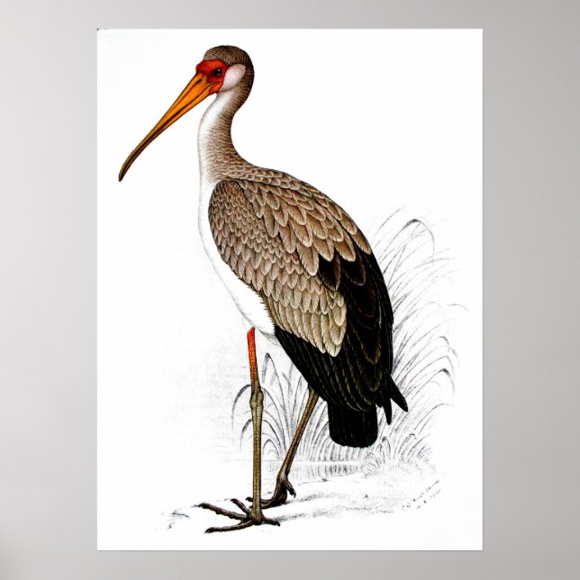 Pôster C G Finch-Davies Yellow Biled Stork (Frente)