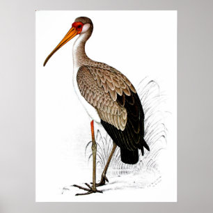 Pôster C G Finch-Davies Yellow Bilk Stork
