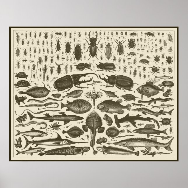 PÔSTER C R I T R S (Frente)