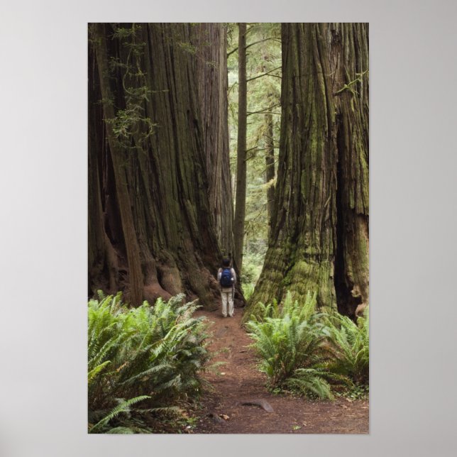 Poster CA, Jedediah Smith Redwoods State Park, (Frente)
