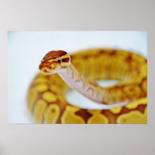 Poster Cabeça amarela do pitão da bola