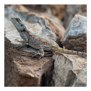 Pôster Cabeça azul de Agama