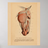 Poster Boca do Cavalo Dente próximo de Cavalo Selvagem