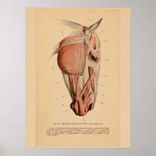 Poster Cabeça de Cavalo Anatomia Muscular Francês Impress