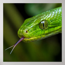 Poster Cabeça de Cobra Verde
