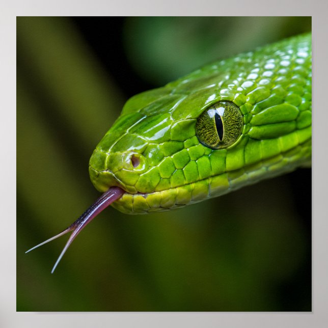 Poster Cabeça de Cobra Verde (Frente)