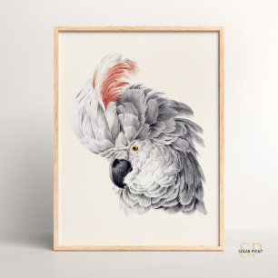Poster Cabeça de Cockatoo
