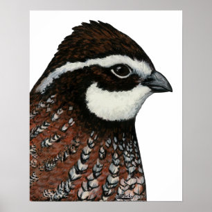Poster Cabeça de Codorna Bobwhite