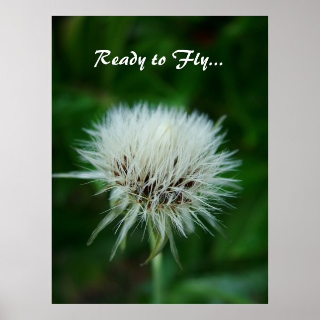 Pôster cabeça de dandelion, pronta para voar (Frente)