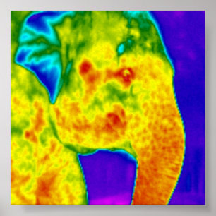 Poster Cabeça de elefantes