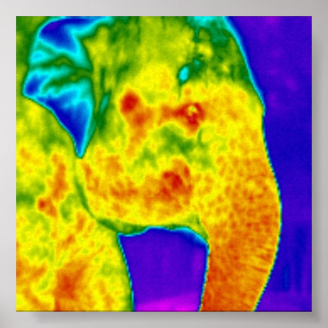 Poster Cabeça de elefantes (Frente)