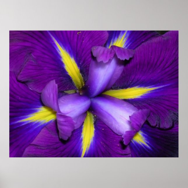 Pôster Cabeça de Leão (Frente)