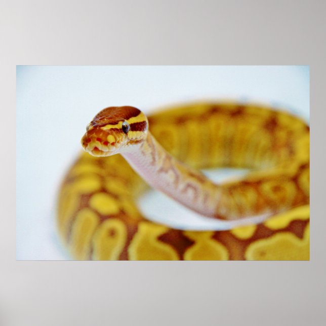 Poster Cabeça de Python Amarelo (Frente)