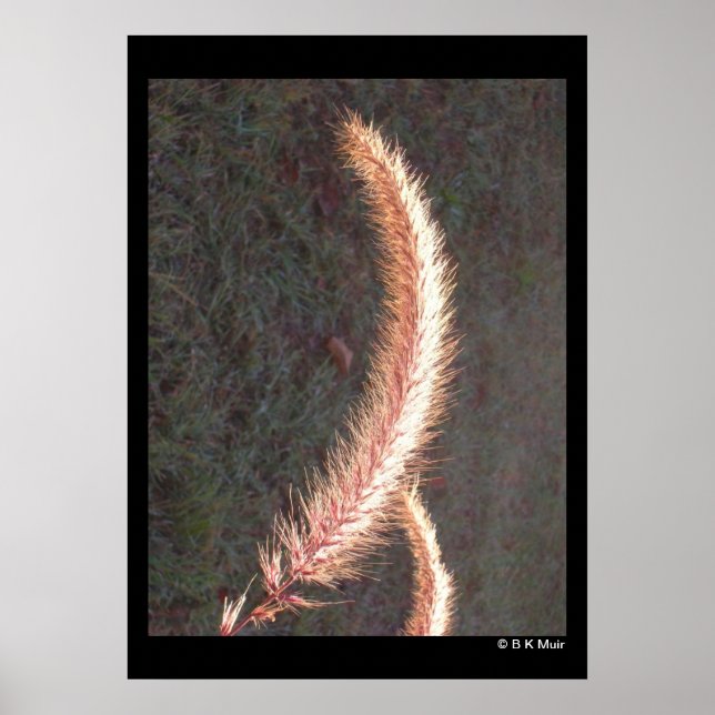 Poster - Cabeça de Seda de Grama Ornamental (Frente)