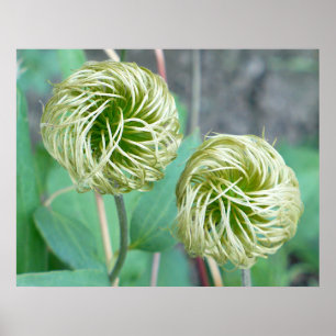 Poster Cabeça de Semente Clematis