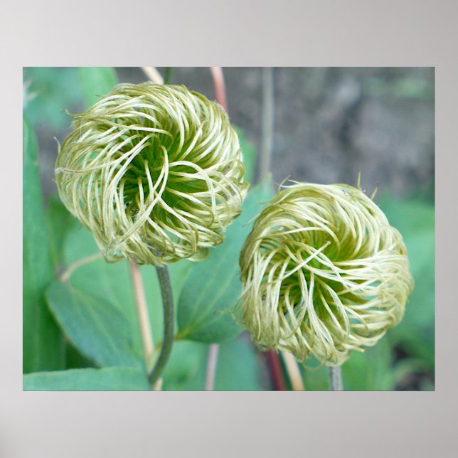 Poster Cabeça de Semente Clematis (Frente)