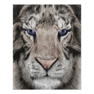 Pôster Cabeça de Tigre Branco Estética da Vida Selvagem
